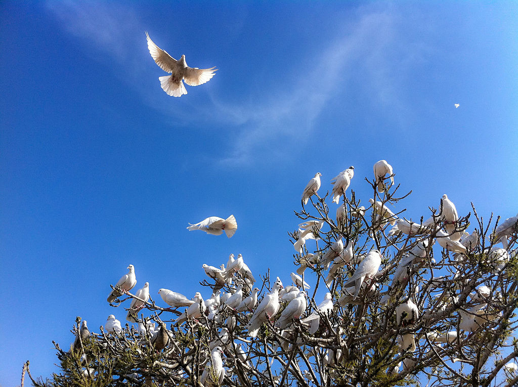 Picture of white doves