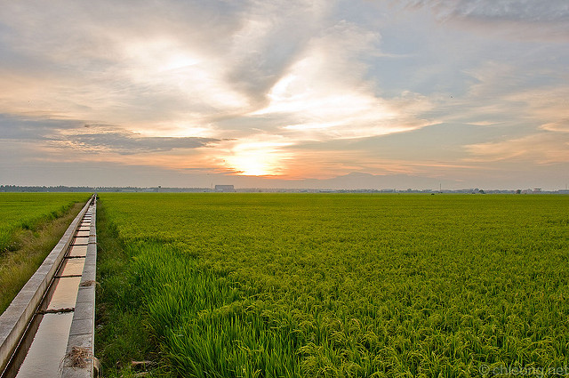 Picture of paddy field